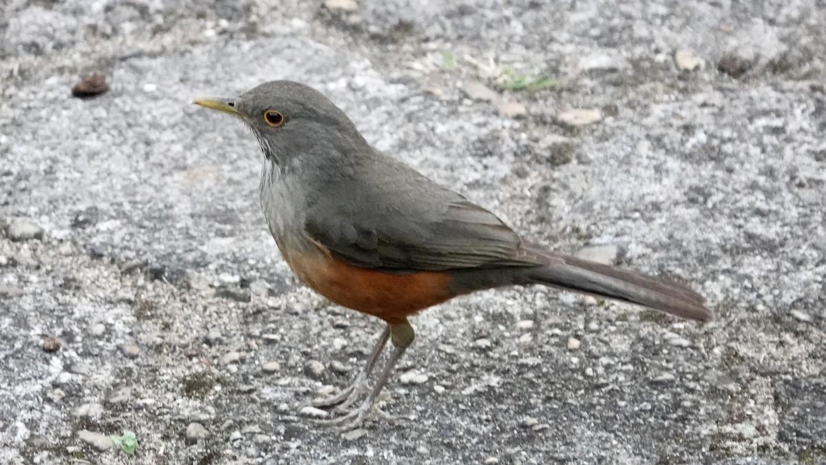 Rufous-bellied Thrush - ML644752221