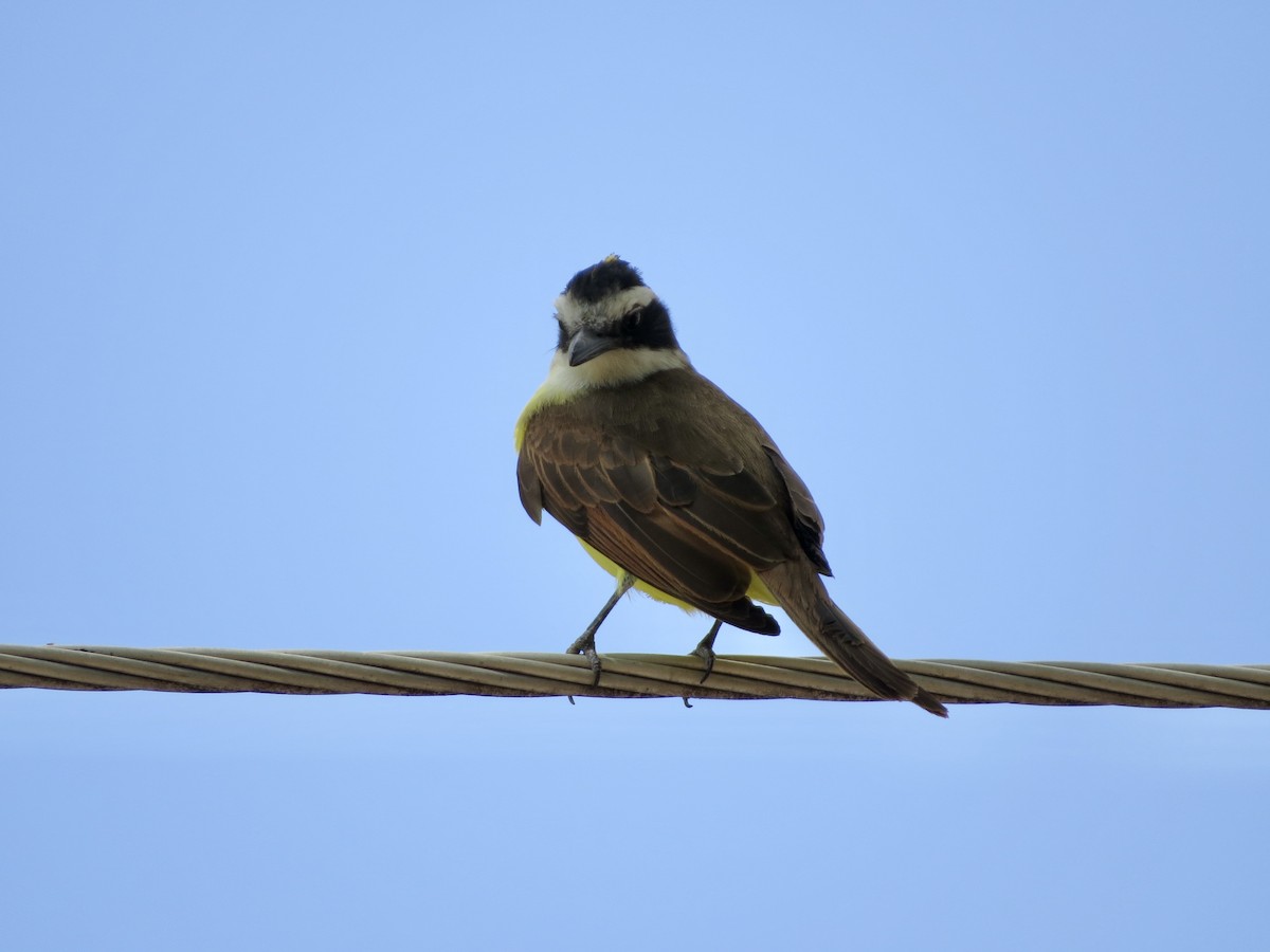 Great Kiskadee - ML644752222