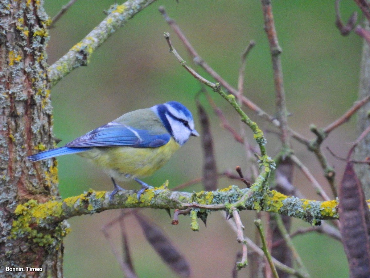 Eurasian Blue Tit - ML644752225