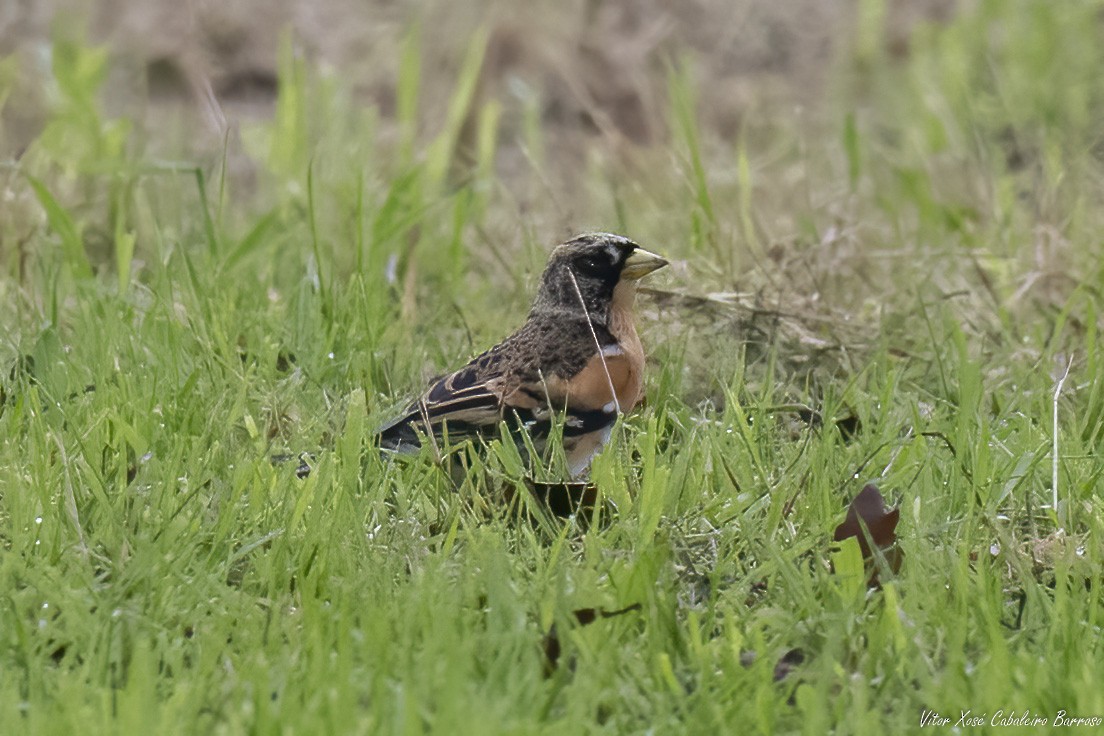 Brambling - ML644752226