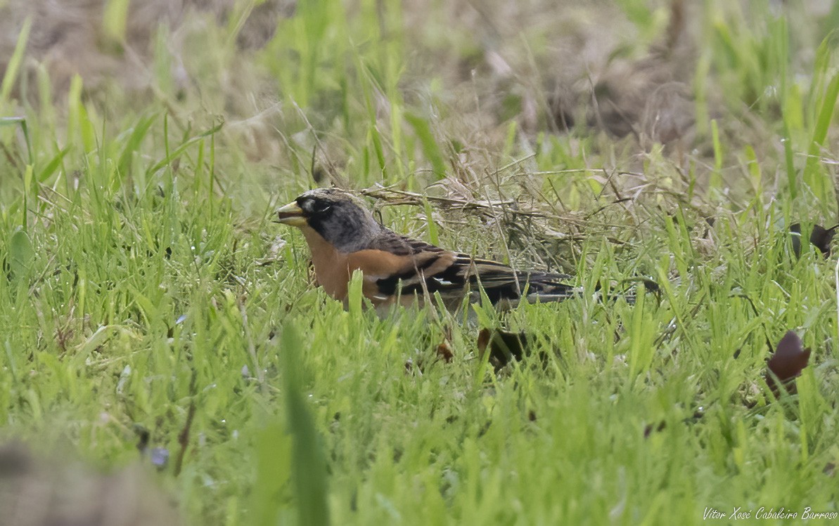 Brambling - ML644752227