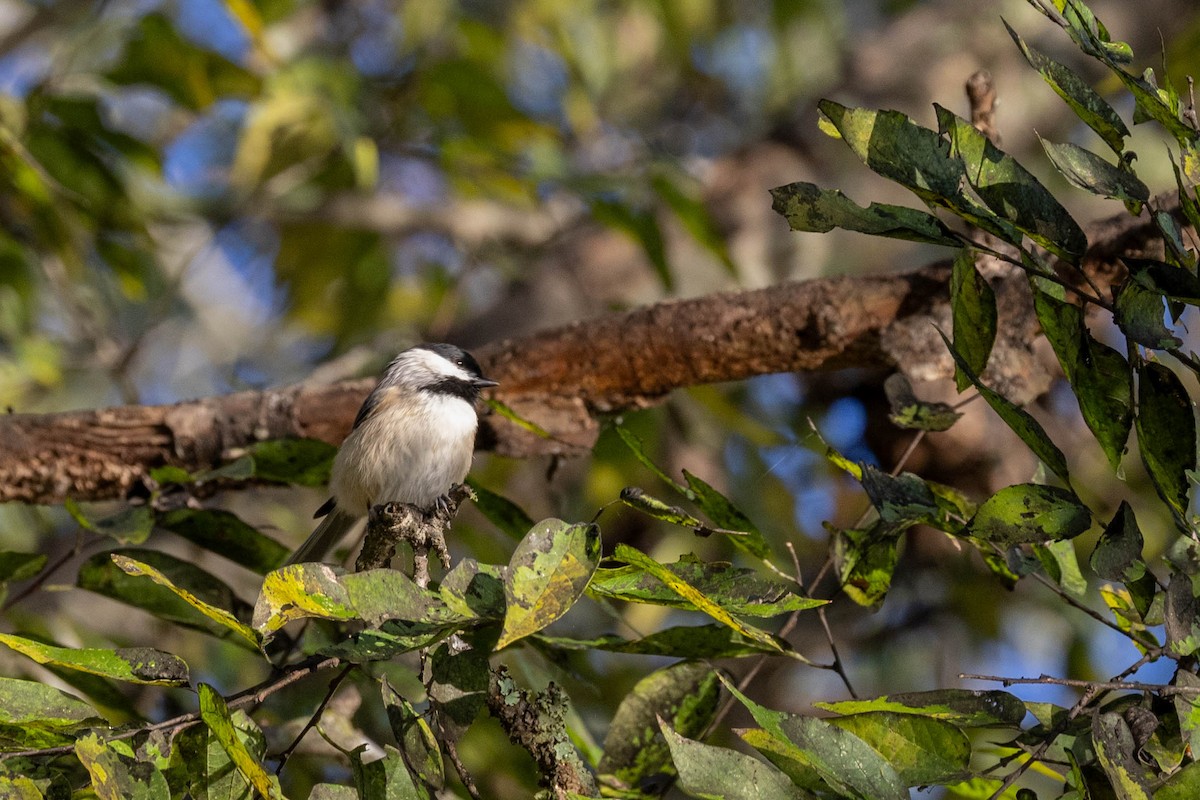 Carolina Chickadee - ML644752228
