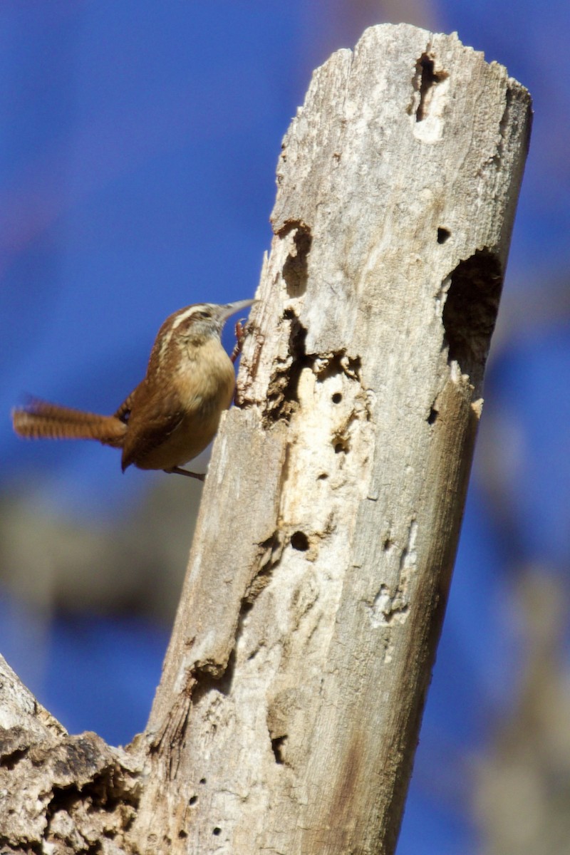 Carolina Wren - ML644752230