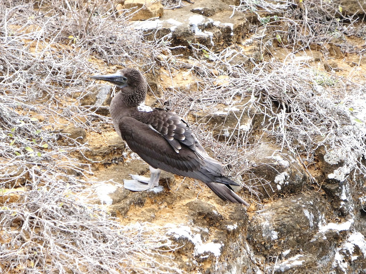 Red-footed Booby - ML644752231