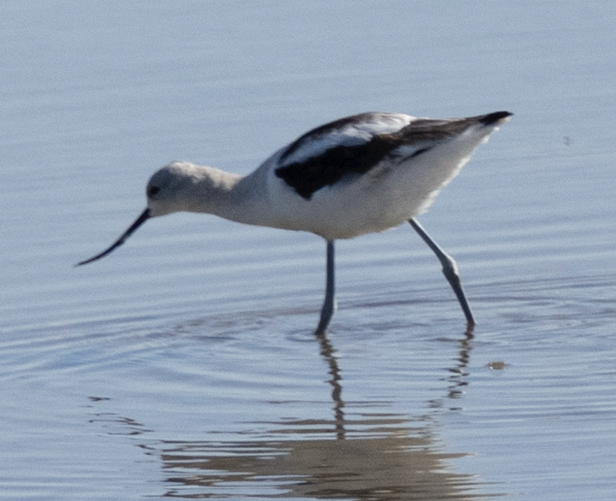 American Avocet - ML644752233