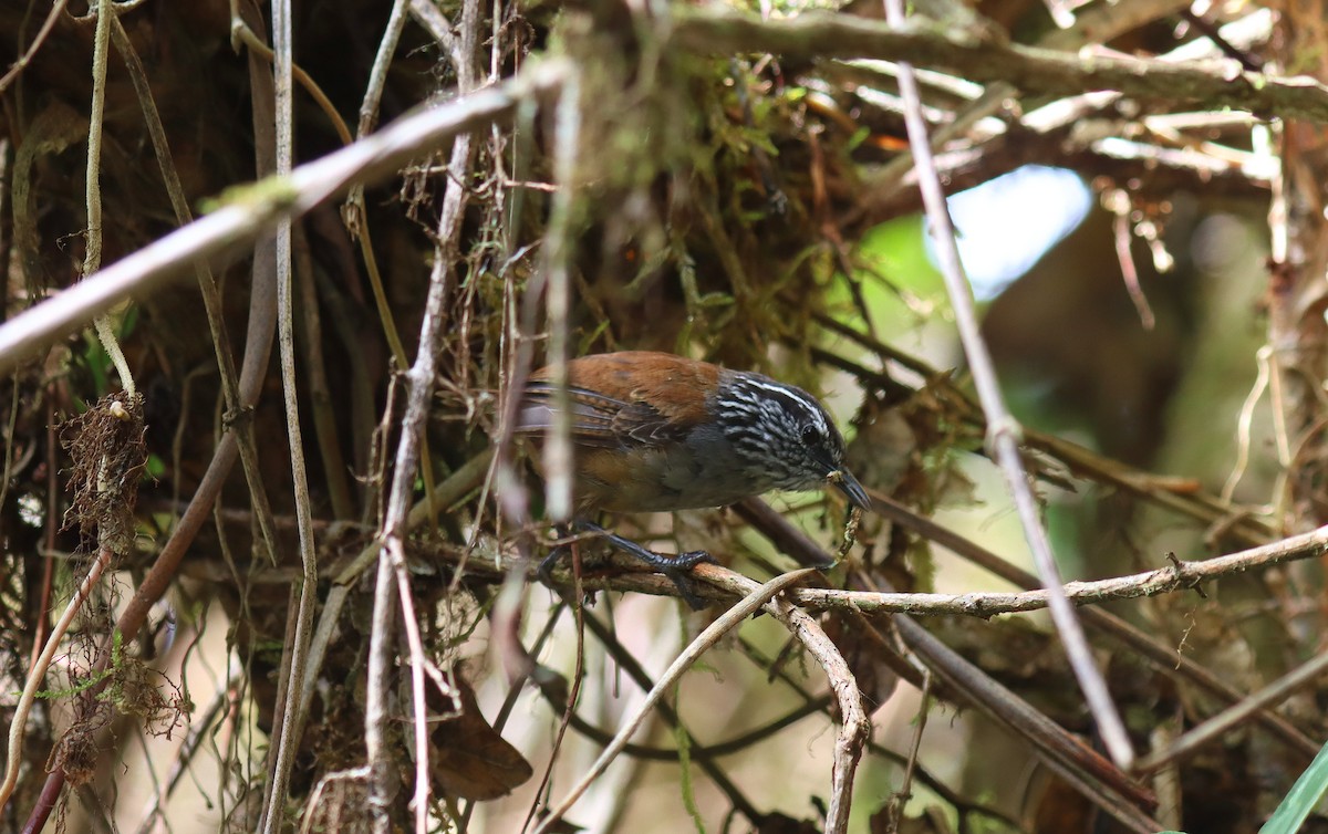Gray-breasted Wood-Wren - ML644752235