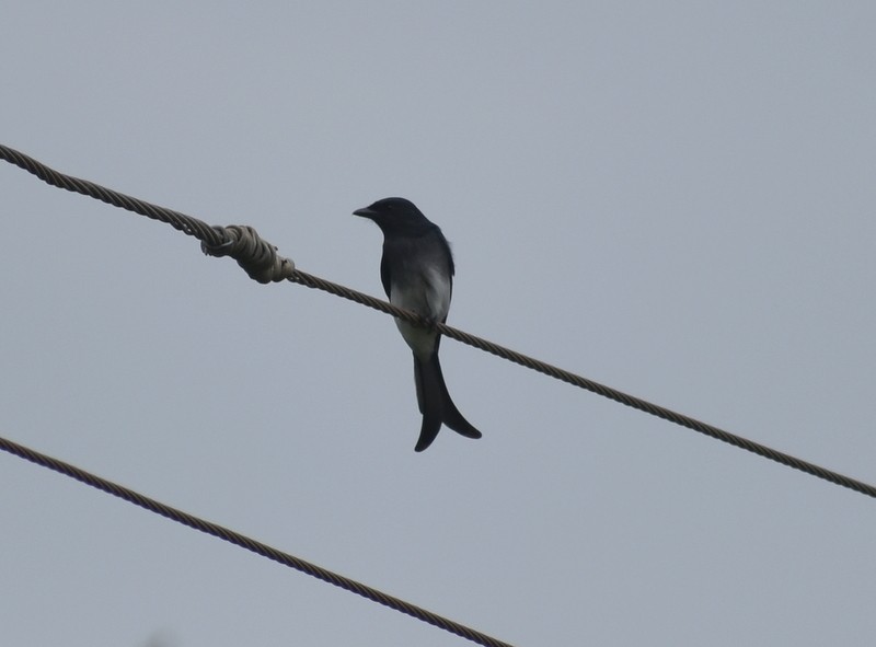 White-bellied Drongo - ML644752237