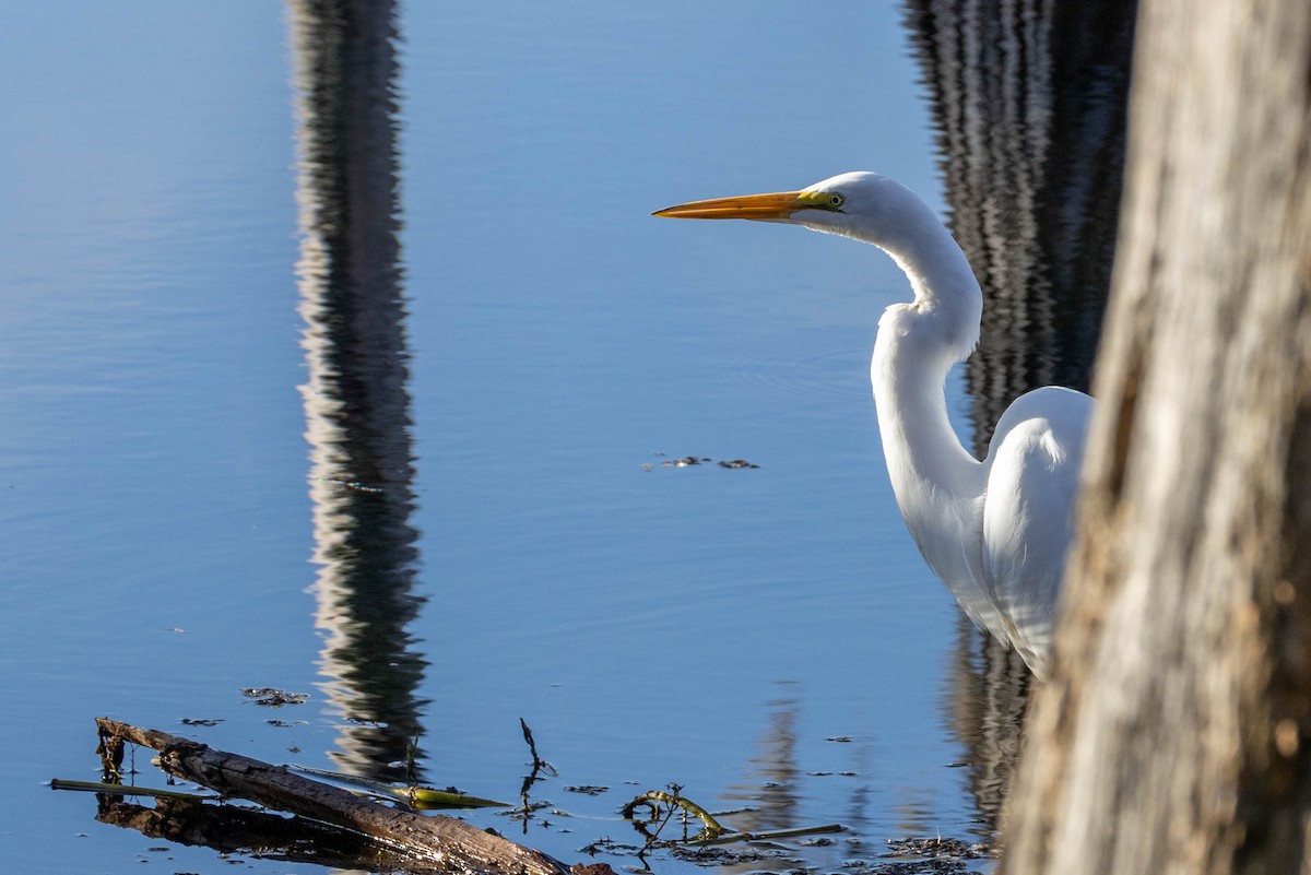 Great Egret - ML644752238