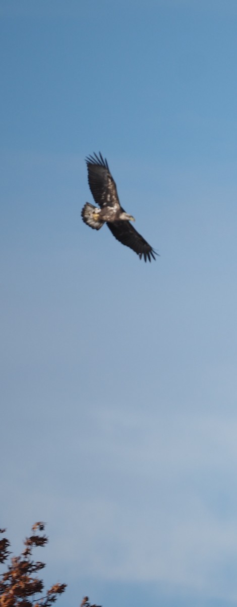 Bald Eagle - ML644752239