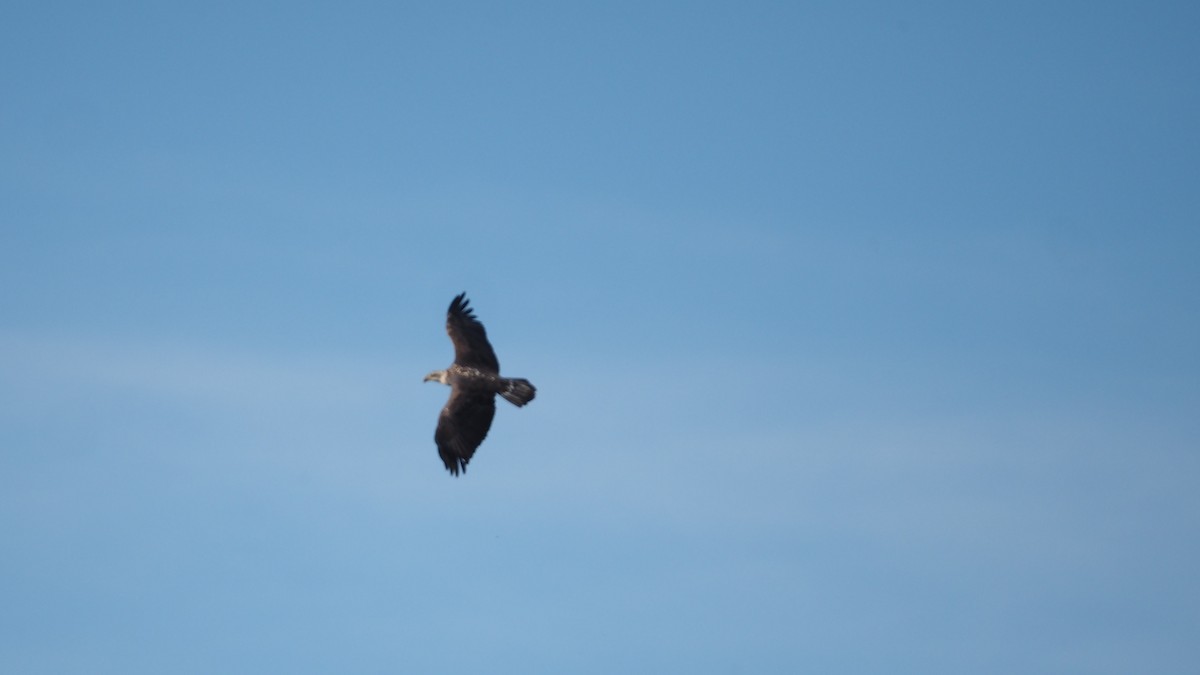 Bald Eagle - ML644752240