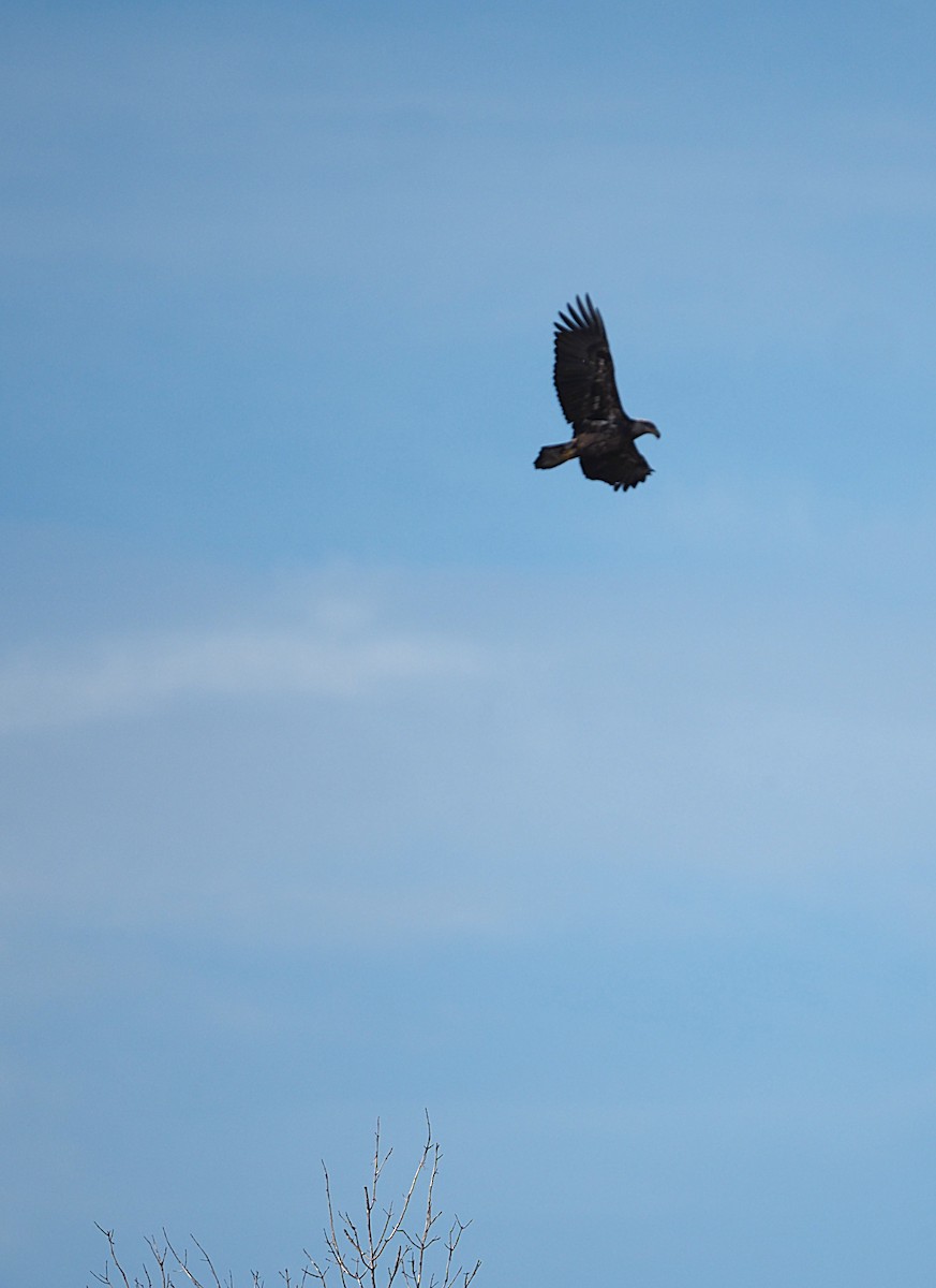 Bald Eagle - ML644752241