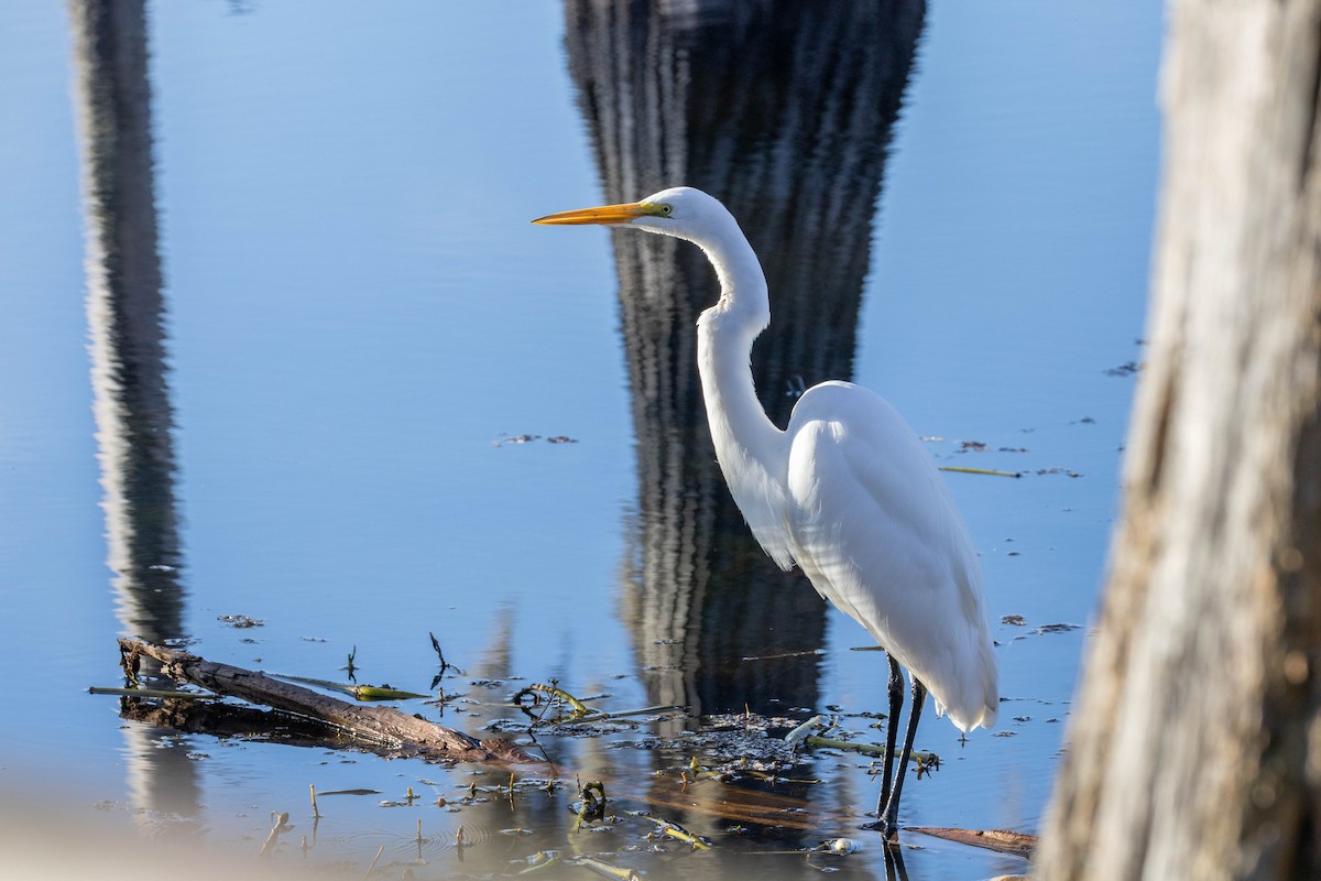Great Egret - ML644752242