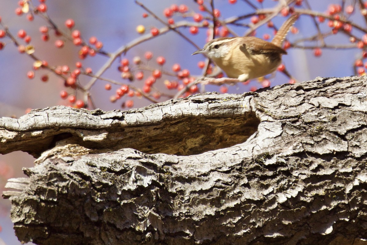 Carolina Wren - ML644752255