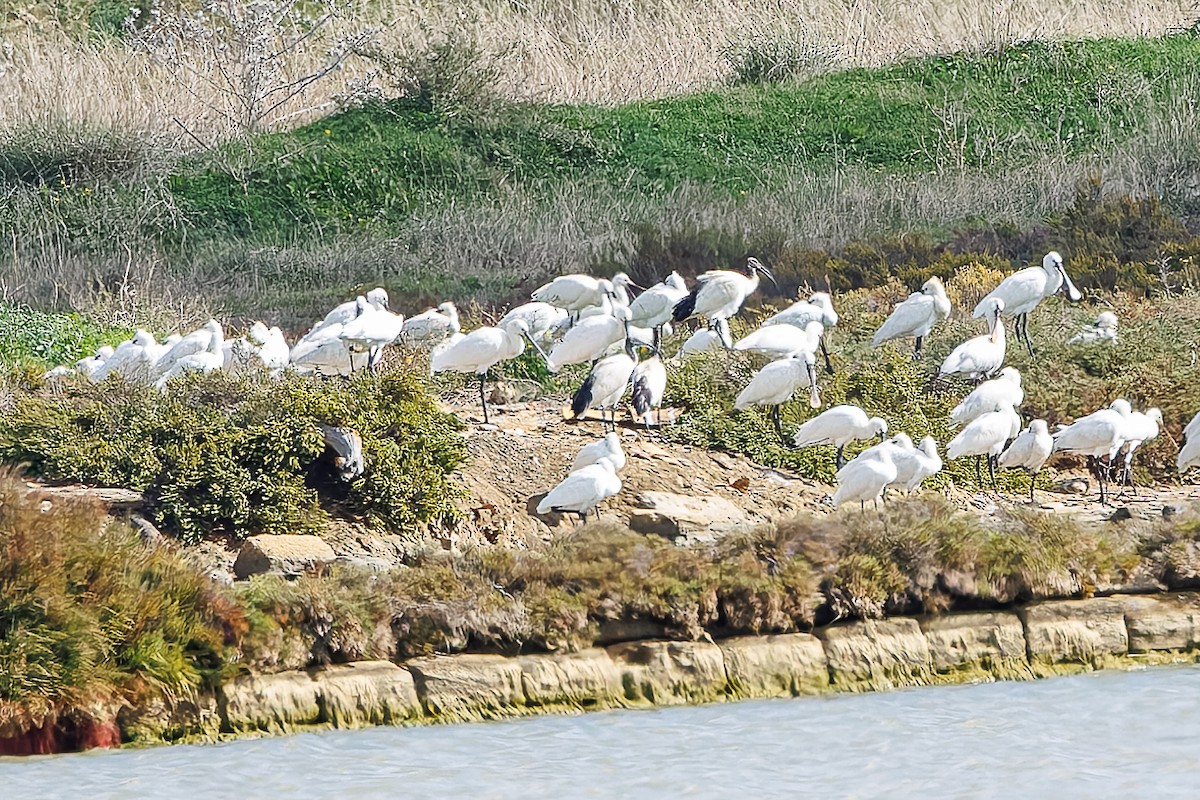 African Sacred Ibis - ML644752269