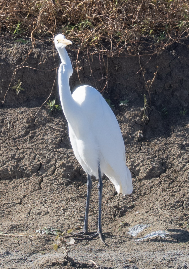 Great Egret - ML644752275