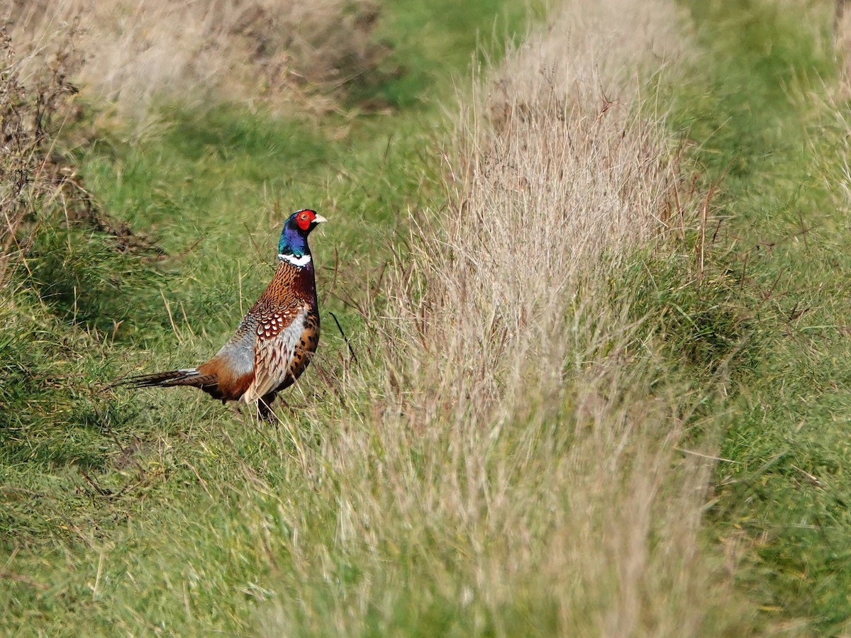 Ring-necked Pheasant - ML644752295