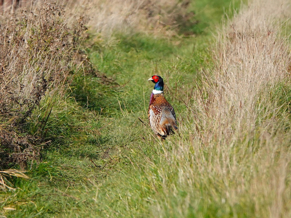 Ring-necked Pheasant - ML644752305