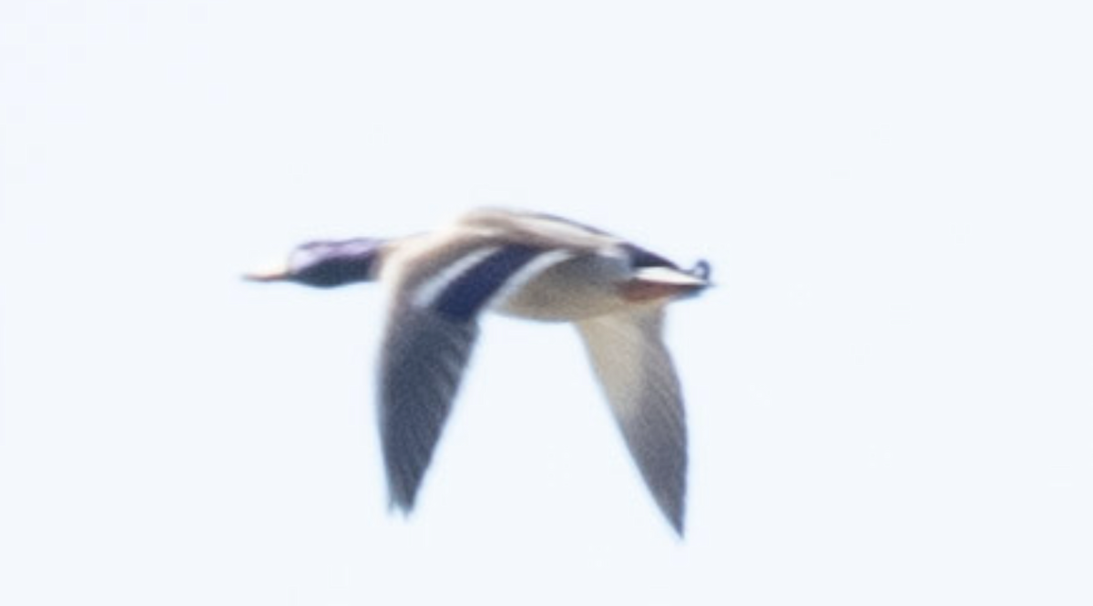 Mallard - ML644752313