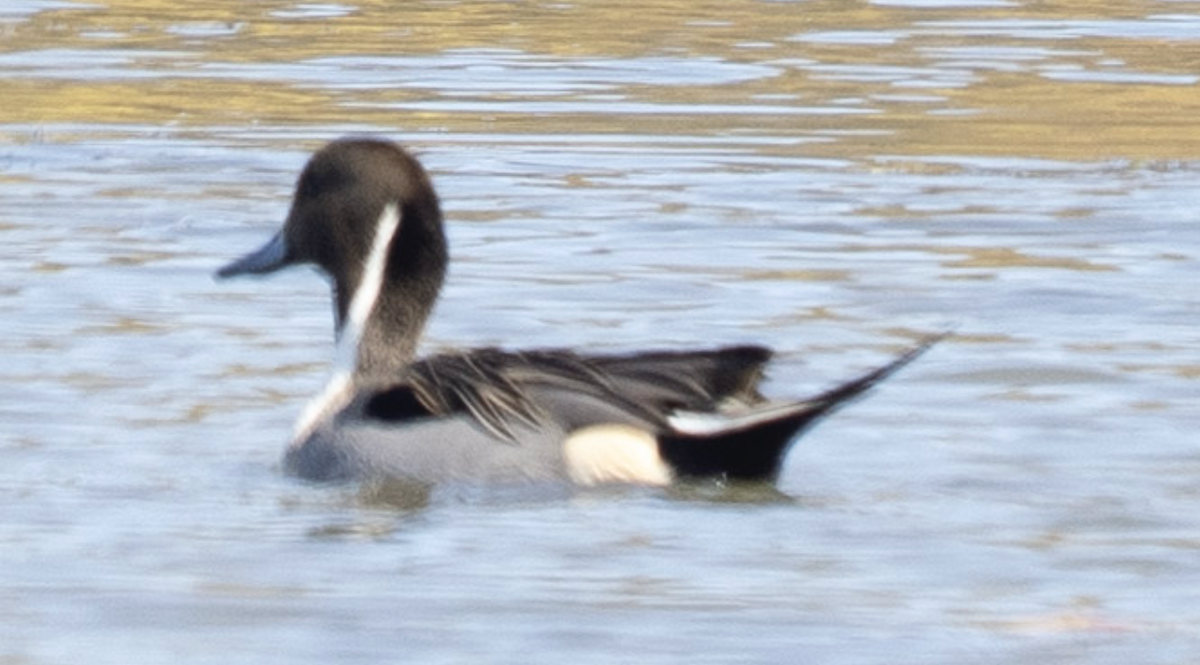 Northern Pintail - ML644752334