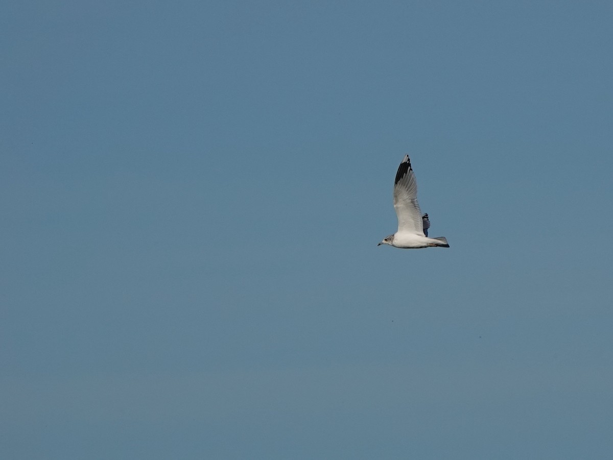 Common Gull - ML644752336