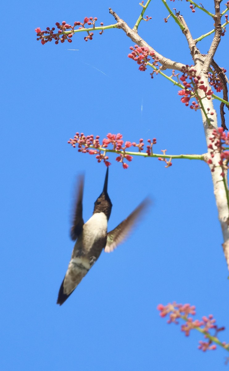 Ruby-throated Hummingbird - ML644752342