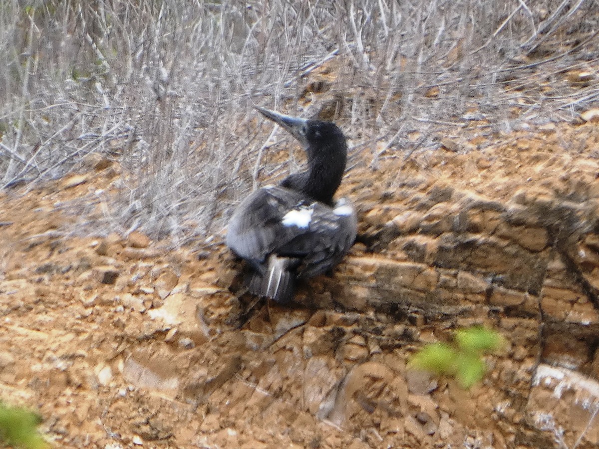 פריגט גדול - ML644752344