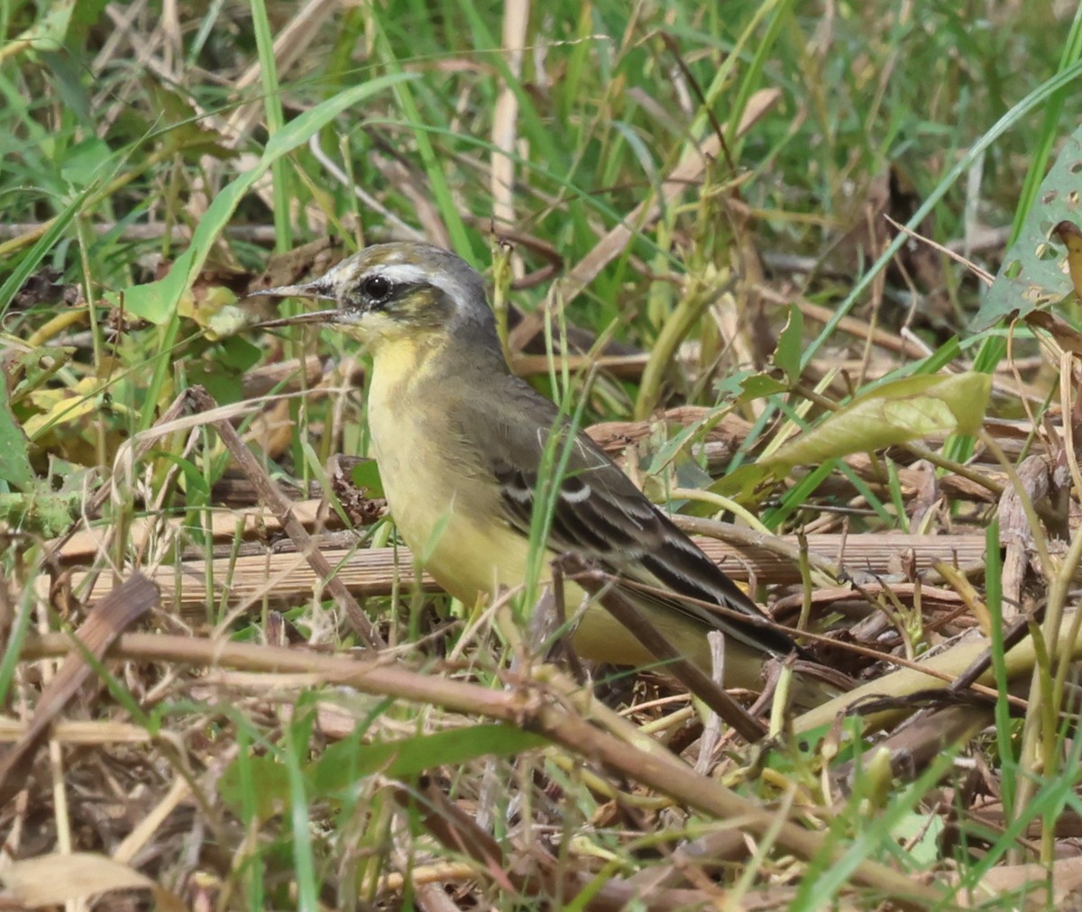 Western Yellow Wagtail - ML644752345