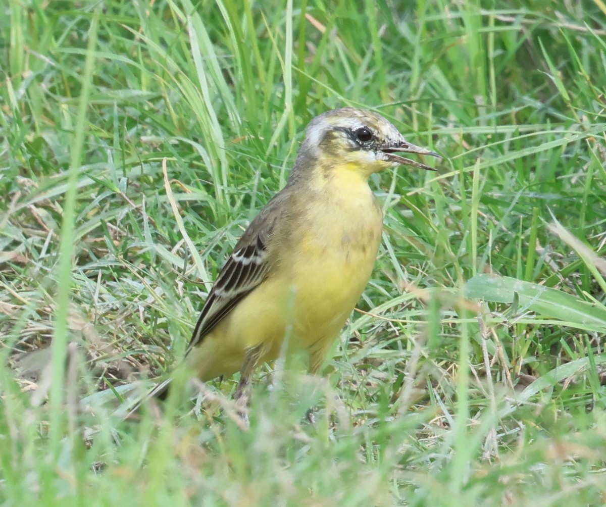Western Yellow Wagtail - ML644752346