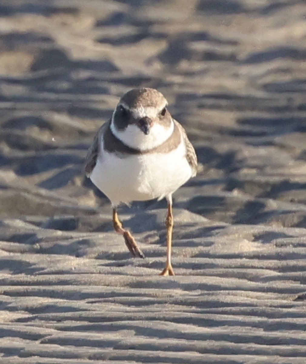 Semipalmated Plover - ML644752364