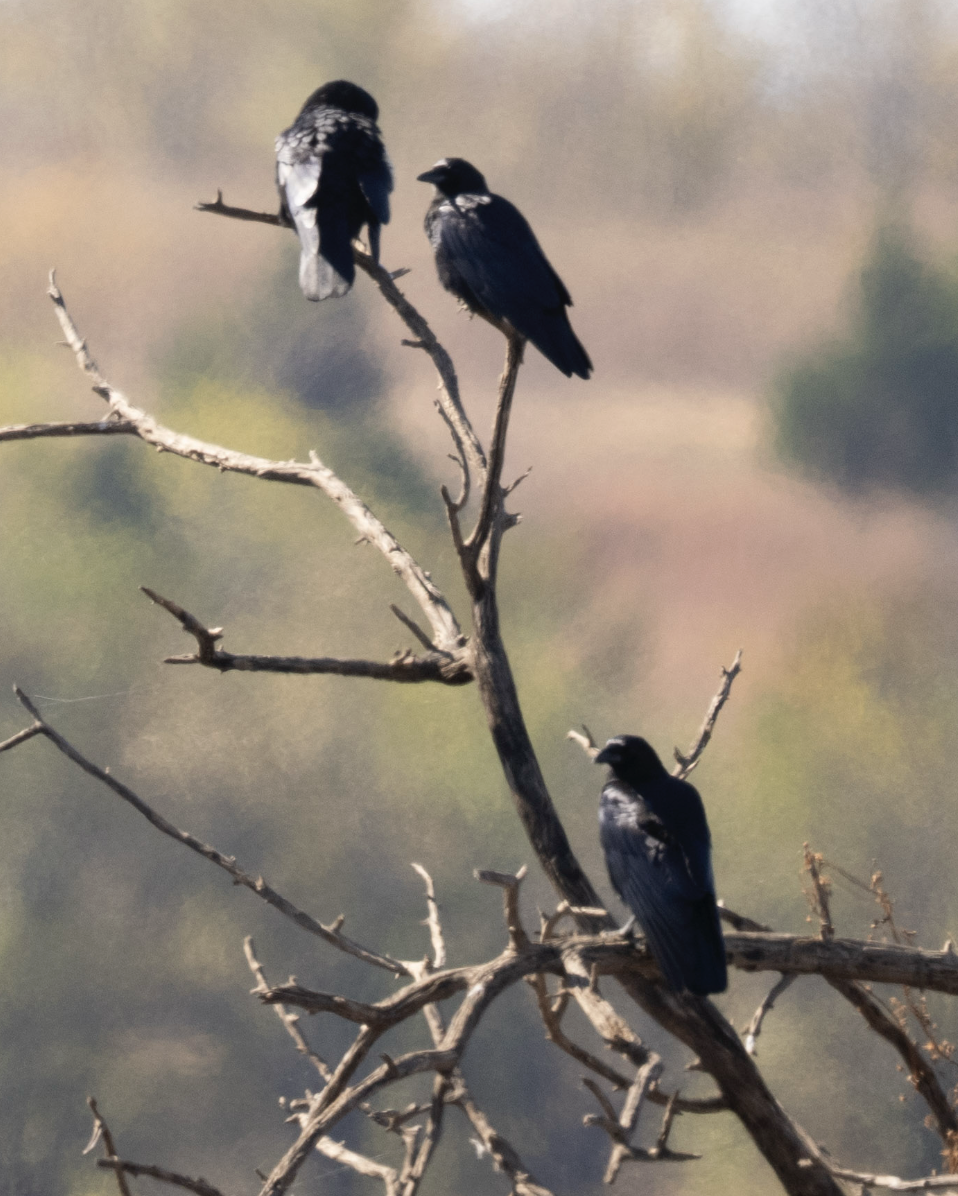 American Crow - ML644752368