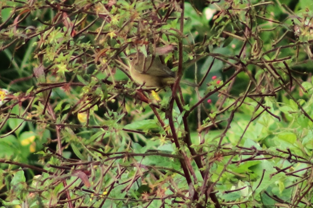 nordgulstrupe - ML644752379