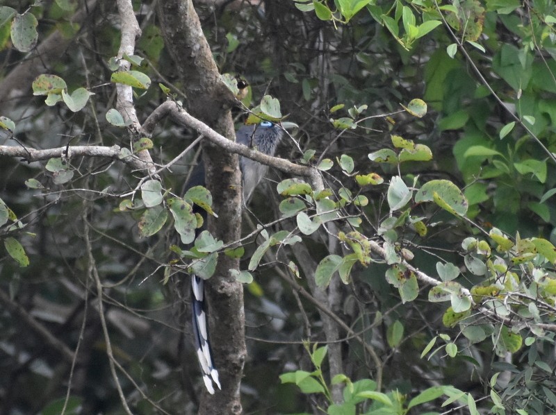 Малкога сірочерева - ML644752390