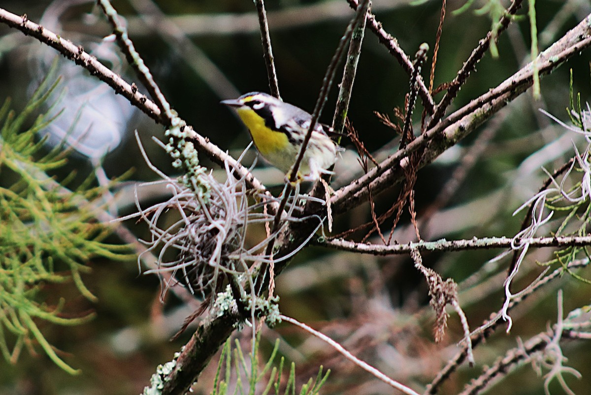 Goldkehl-Waldsänger - ML644752396