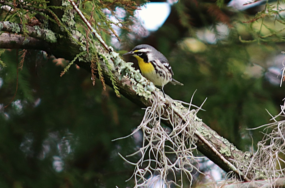 Goldkehl-Waldsänger - ML644752397