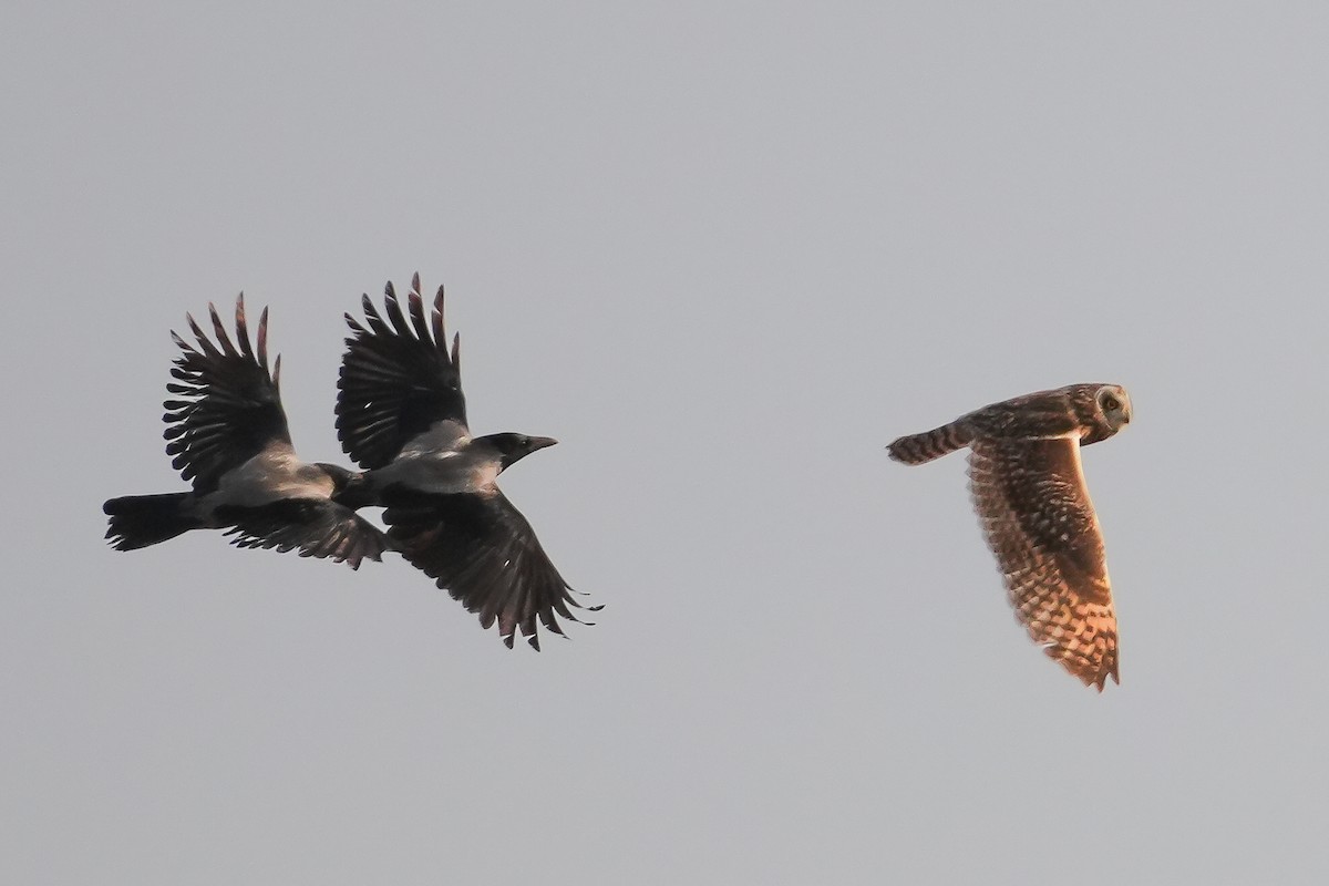 Búho Campestre (Norteño) - ML644752407