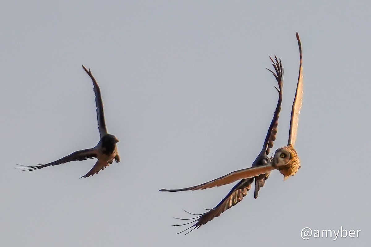 Búho Campestre (Norteño) - ML644752408