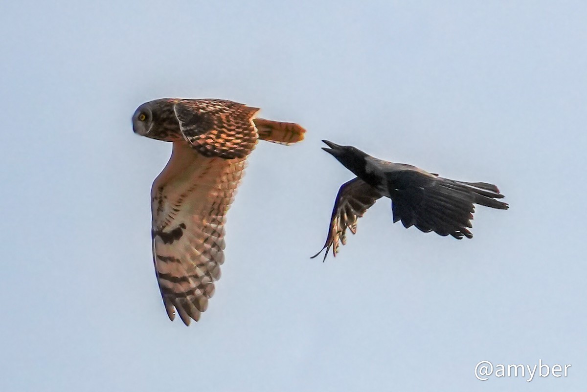 Búho Campestre (Norteño) - ML644752409