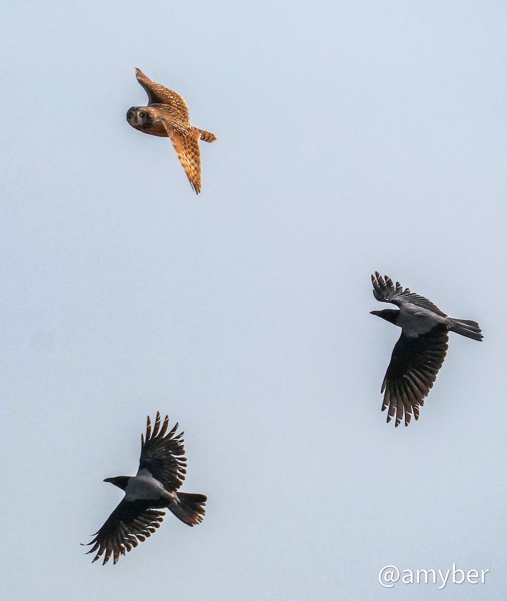 Búho Campestre (Norteño) - ML644752410