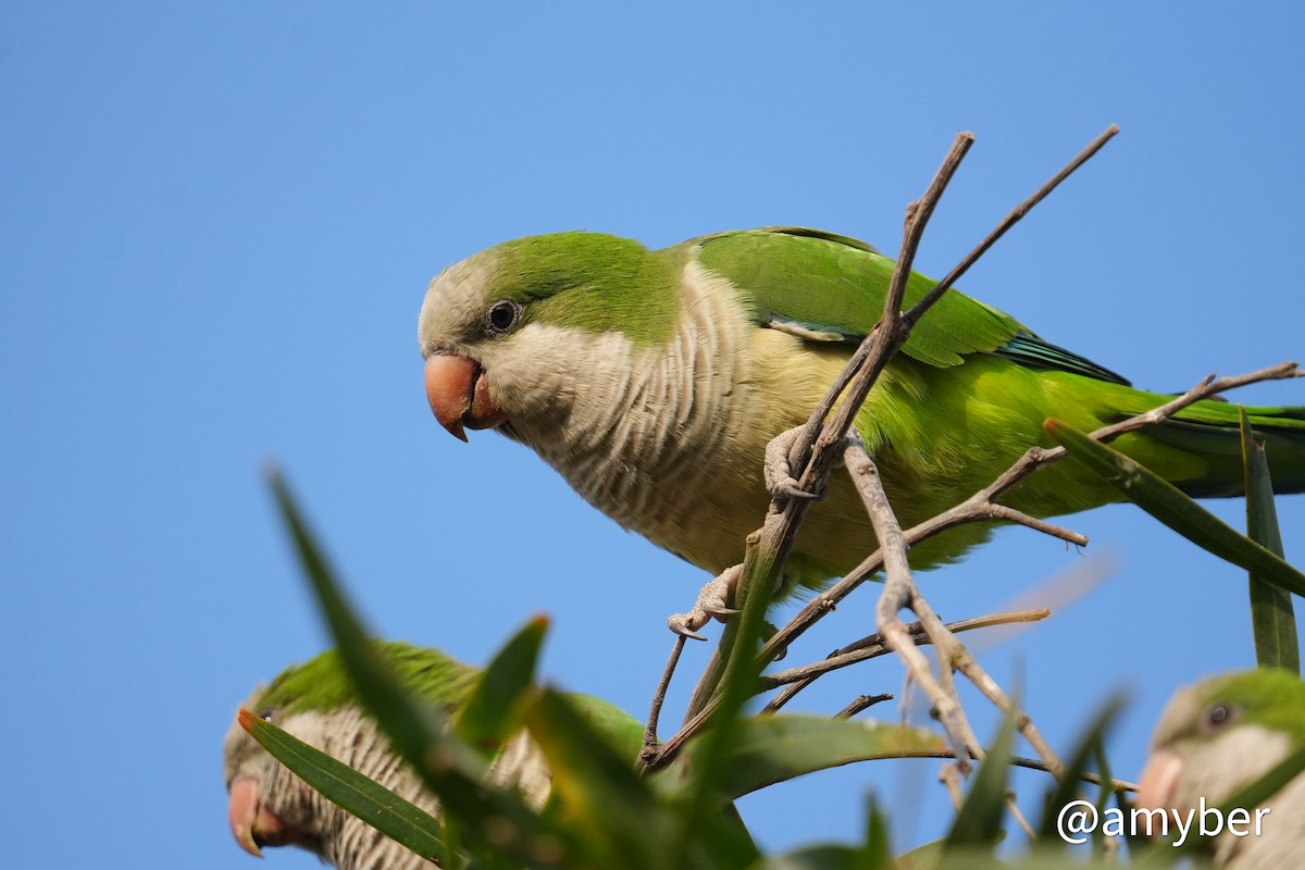 Калита сіроволий - ML644752416