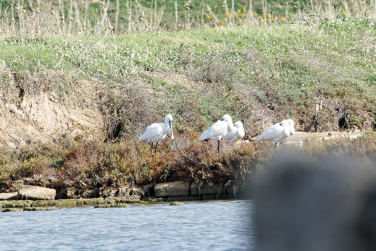 Eurasian Spoonbill - ML644752417