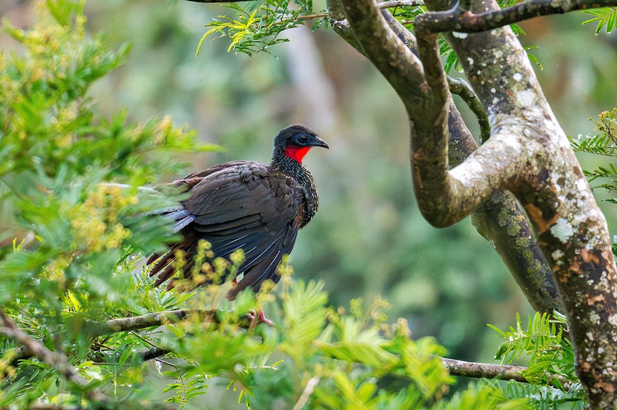 Spix's Guan - ML644752425