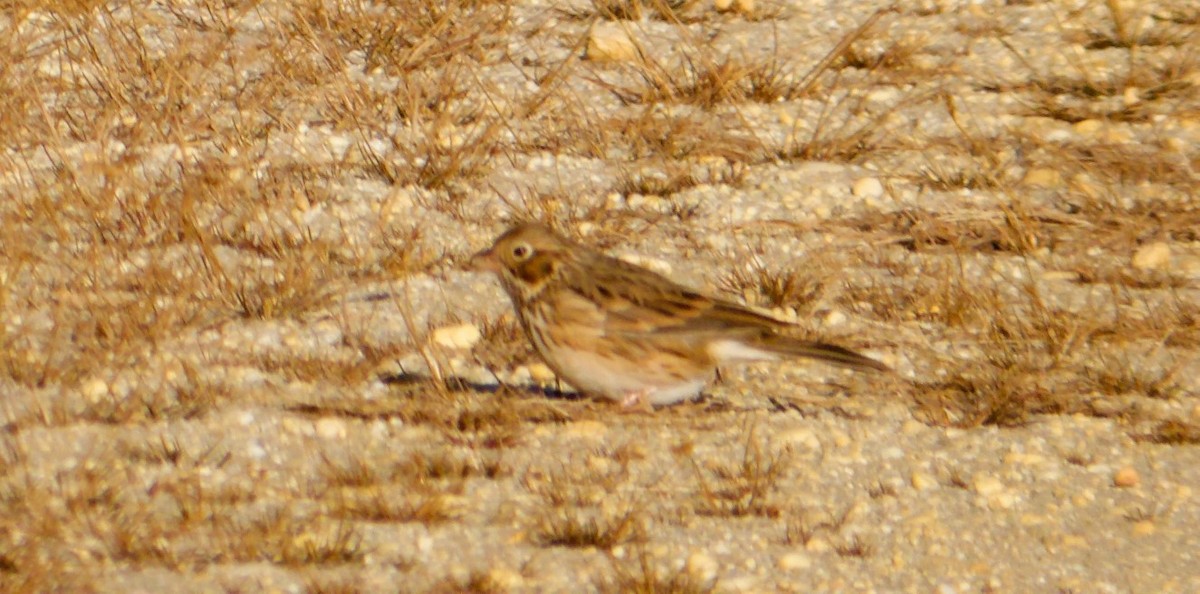Vesper Sparrow - ML644752428