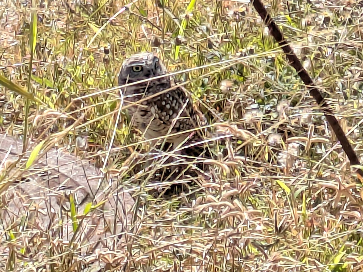 Burrowing Owl - ML644752462