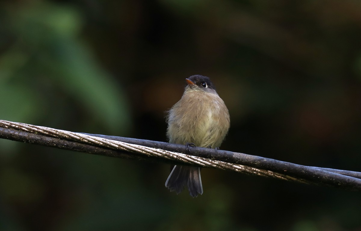 Black-capped Flycatcher - ML644752465