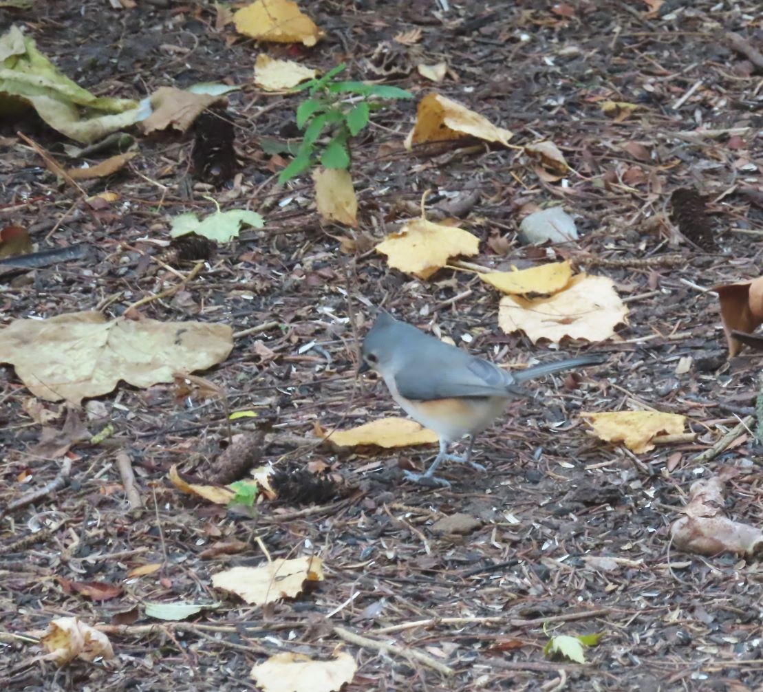 Tufted Titmouse - ML644752466