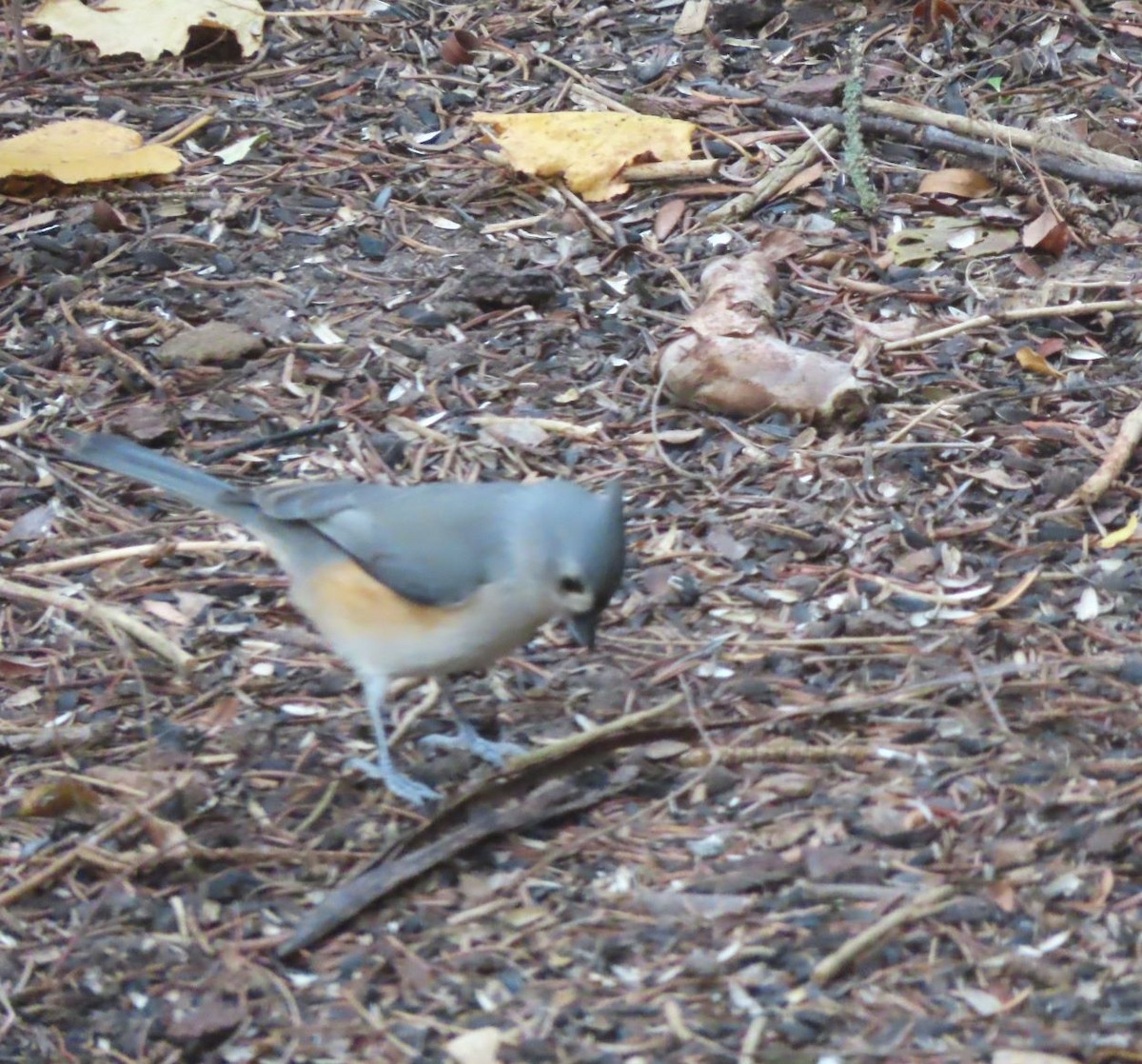 Tufted Titmouse - ML644752467