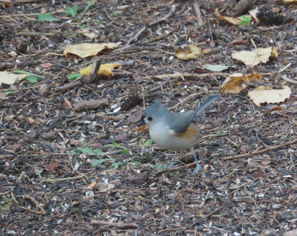 Tufted Titmouse - ML644752474