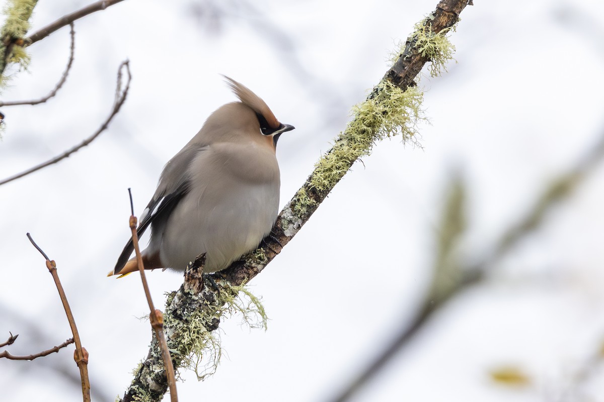 Seidenschwanz - ML644752518