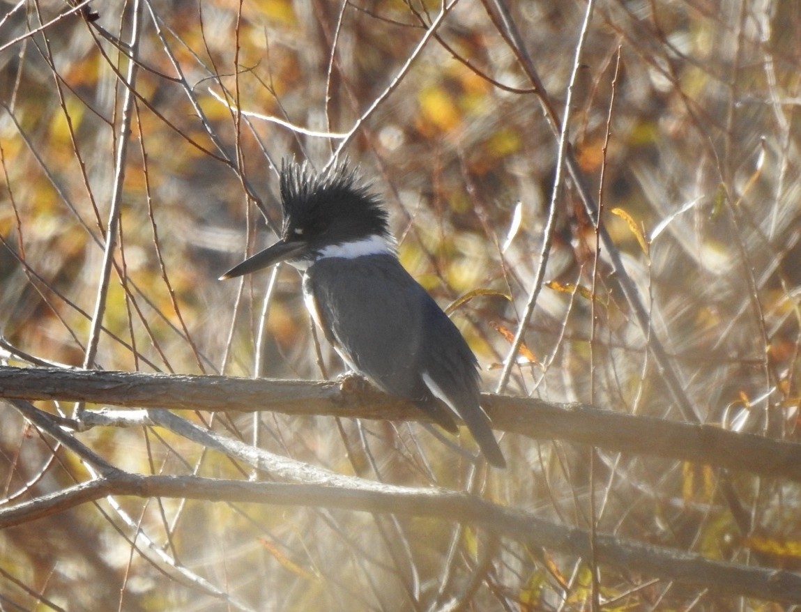 Belted Kingfisher - ML644752519
