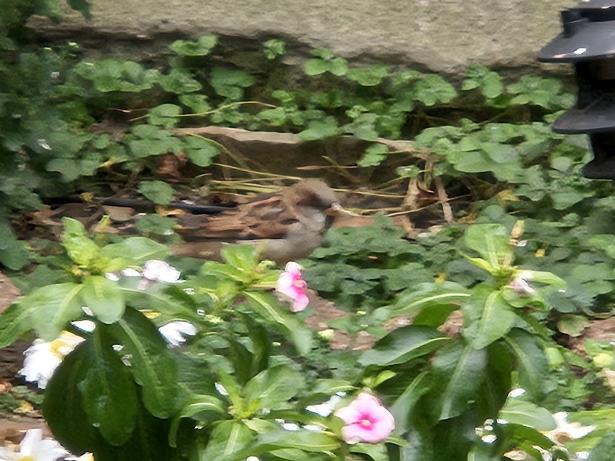 家麻雀 - ML644752521